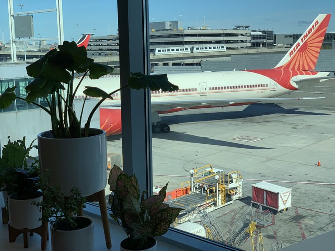Potted plants are placed by a window in the Air India Maharajah Lounge, offering views of the tarmac and parked aircraft.